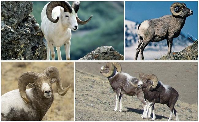 Altajská horská ovce