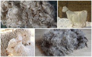 Advantages and disadvantages of goat hair, classification and where it is applied