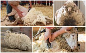 Làm gì tại nhà với lông cừu sau khi xén lông và cách kinh doanh
