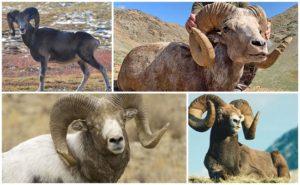 De quels animaux sont issus les moutons, qui sont les ancêtres et où vivent leurs ancêtres?