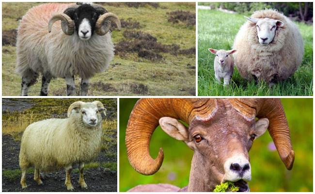 diferentes ovejas