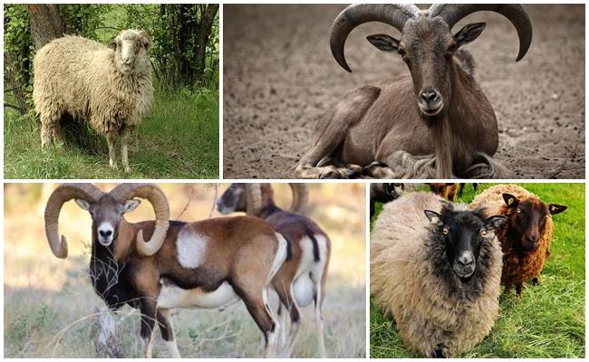 rôzne ovce