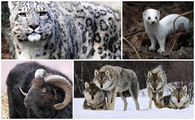 sói; chó sói đồng cỏ; báo tuyết; Leopards; Báo tuyết; những con báo; đại bàng; đại bàng vàng.