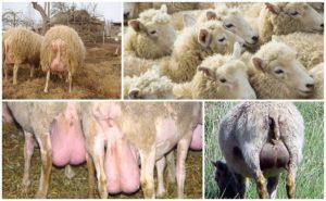 Tipos y síntomas de mastitis en ovinos, tratamiento domiciliario y prevención.