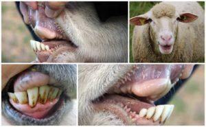 The number of teeth in a ram and the structure of the jaw, how to determine age by them