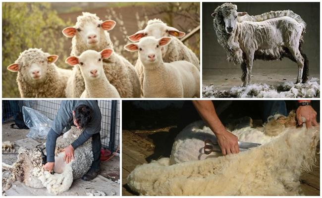avių kirpimas