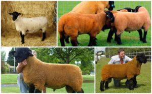Description and characteristics of Suffolk sheep, features of the content
