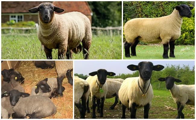 Moutons Suffolk