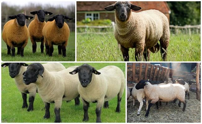 Πρόβατα του Σάφολκ