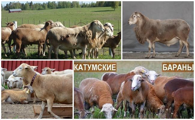 Katun breed of sheep