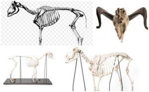 Složky ovčí kostry, anatomie končetin a mechanika pohybů