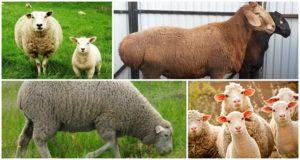 What is the difference between a ram and a sheep and how to recognize a female and a male