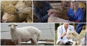 Infectious and non-infectious diseases of sheep and their symptoms, treatment and prevention