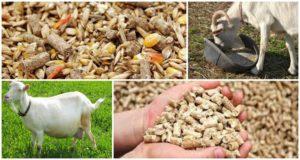 The best way to feed a pregnant goat and the animal's diet before and after lambing
