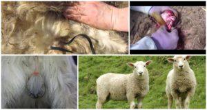 Características de la castración de carneros y las 5 mejores formas en casa.