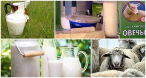 La composición y el contenido calórico de la leche de oveja, sus beneficios y daños para el cuerpo.