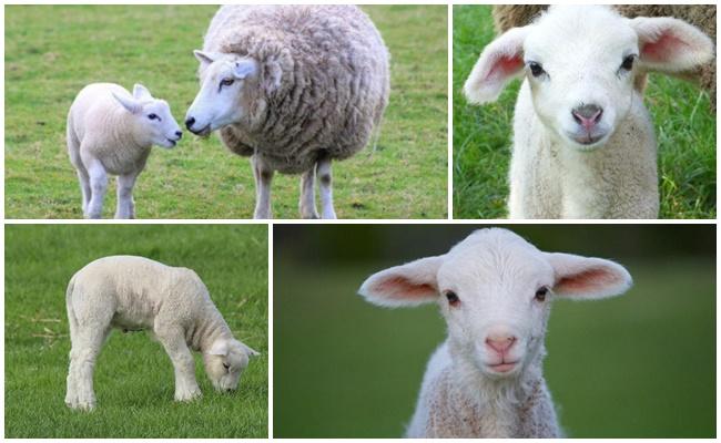 małe owieczki