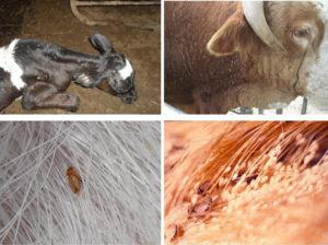 Τα συμπτώματα των ψειρών στα βοοειδή και πώς είναι τα παράσιτα, τι πρέπει να κάνετε για θεραπεία