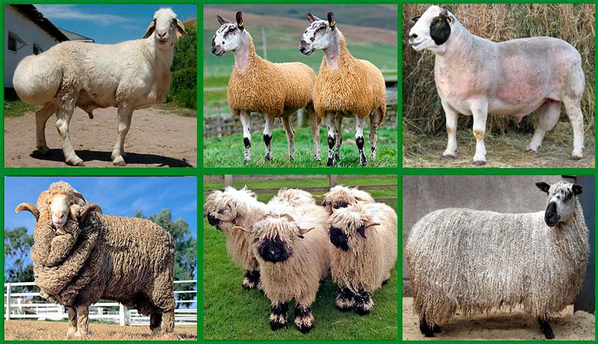 avių mėsos veislės