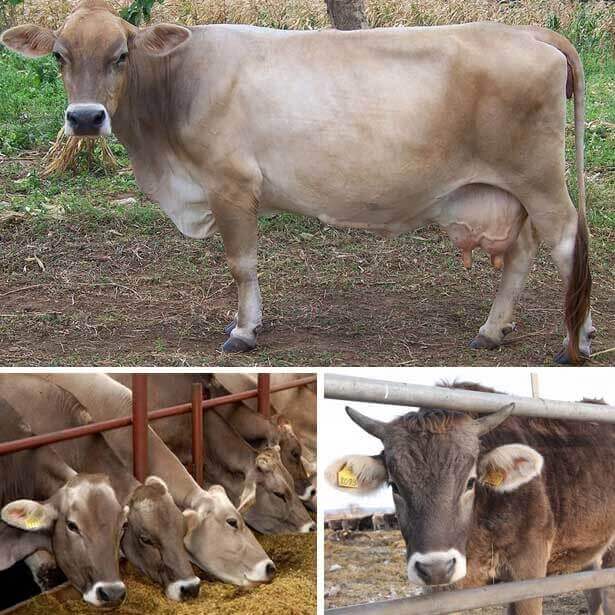 barot govis