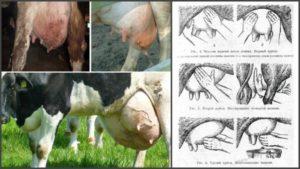 Symptomer på serøs mastitis hos en ko, medikamenter og alternative behandlingsmetoder