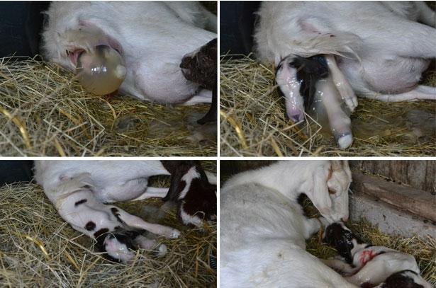 goat gives birth