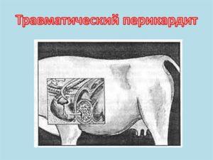 Symptomen van traumatische pericarditis en waarom het optreedt, behandeling van vee
