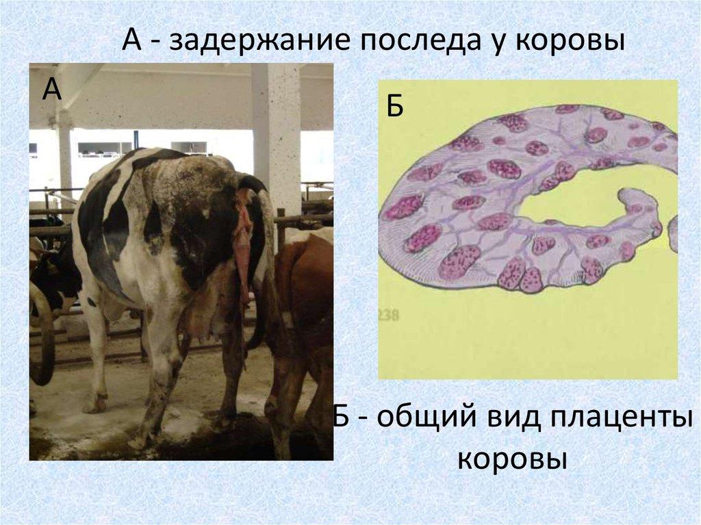retention of placenta in cows