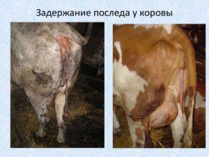 Cēloņi un simptomi placentas aizture govīm, ārstēšanas shēma un profilakse