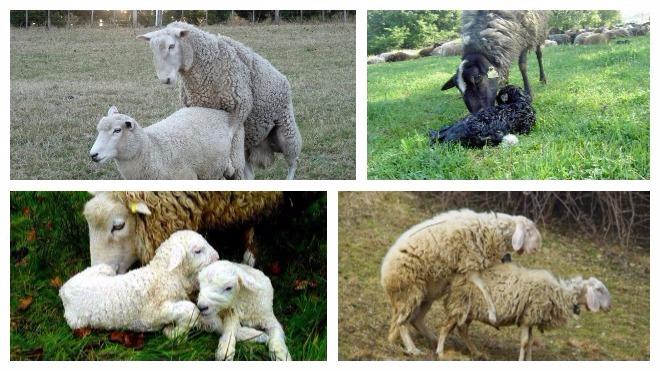 páření ovcí