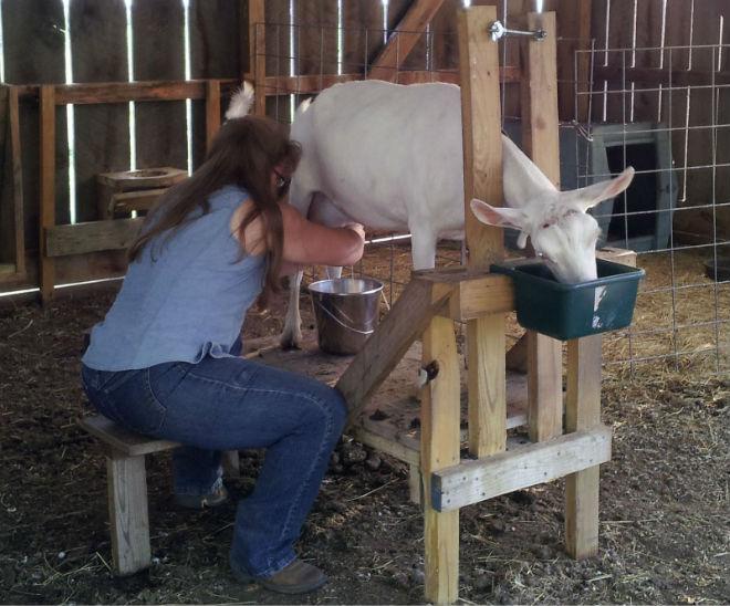 milking goats on a lathe