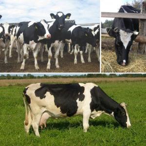 Funktioner för utfodring av torra kor och koncentrationen i kosten