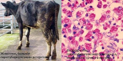 szarvasmarha paratuberculosis