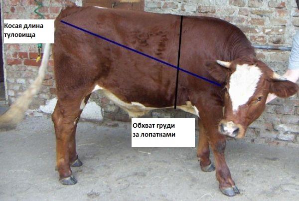 การชั่งน้ำหนักลูกวัว