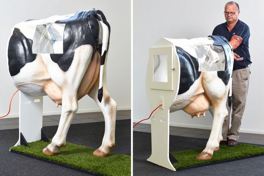 apsēklo govis