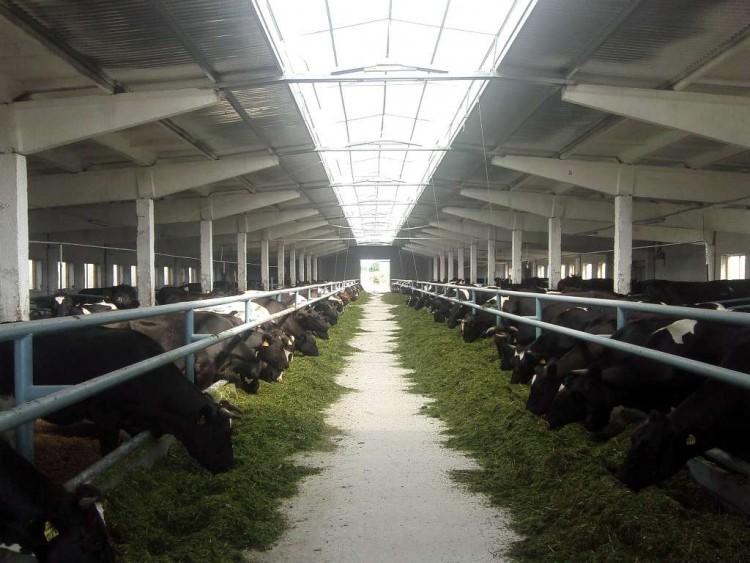 stodola pre dobytok