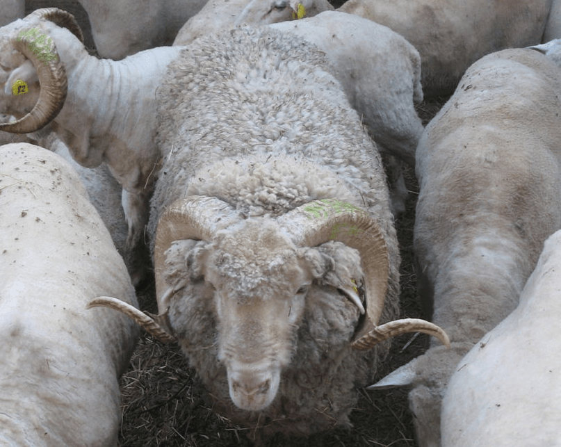 grandi pecore