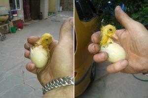 Je li potrebno pomoći patkama da se izvade iz jaja u inkubatoru kod kuće?