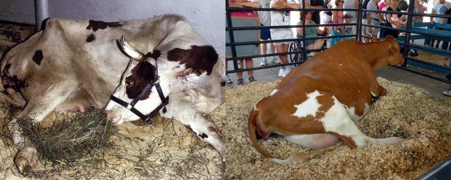 postpartum paresis i en ko