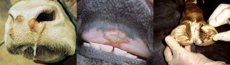szarvasmarha-ragadós száj- és körömfájás