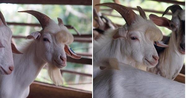 Chèvres en laine avec boucles d'oreilles