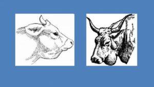 Називи јефтиних, али ефикасних лекова за лечење актиномикозе говеда