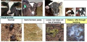 สาเหตุของอาการท้องร่วงในลูกวัวและวิธีการรักษาอย่างรวดเร็วและมีประสิทธิภาพที่บ้าน