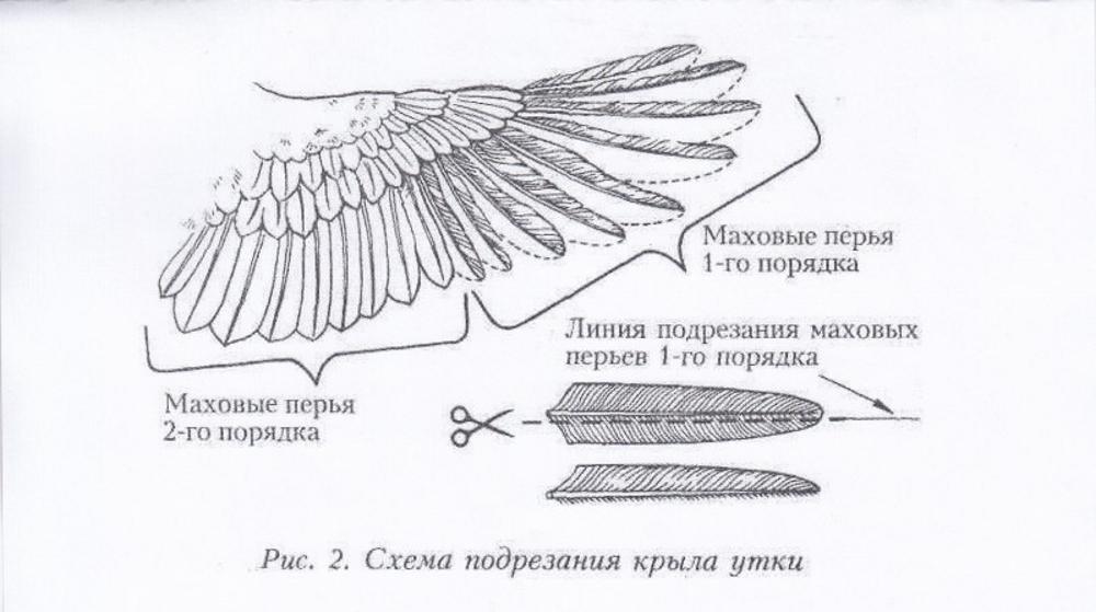 orezávanie krídel