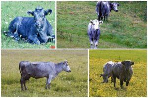 وصف وخصائص أبقار سلالة لاتفية الزرقاء ومحتواها