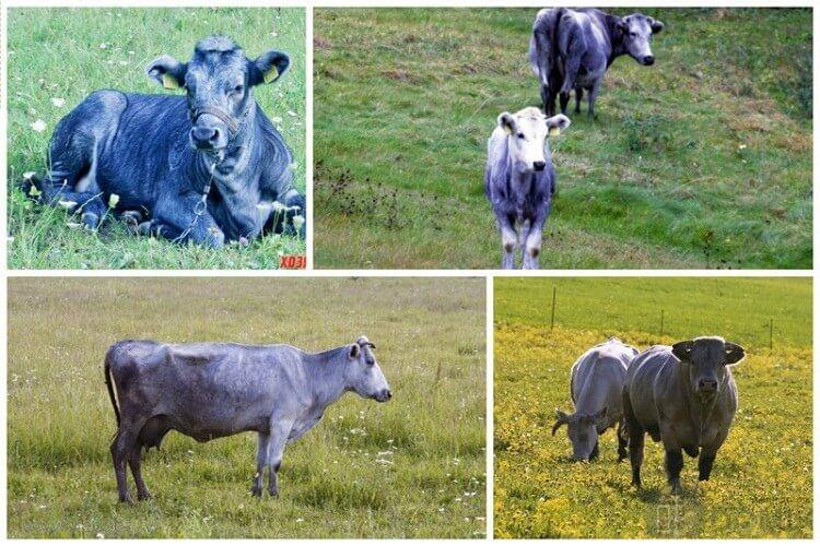 Latvian sininen lehmä