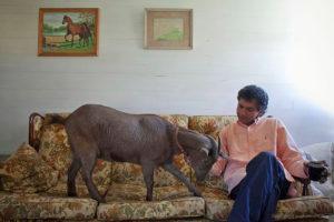 Is it possible to keep a goat in an apartment, suitable breeds and pros and cons