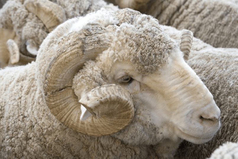cừu lớn