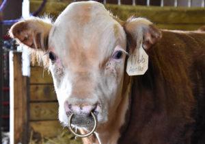 Zašto i kako bikovima probijaju nos i ubacuju prsten, vrste piercinga