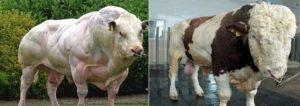 El peso máximo del toro más grande del mundo y las razas más grandes.